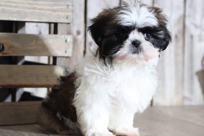 Loretta - Beautiful IMPERIAL Shih Tzu - Image 2