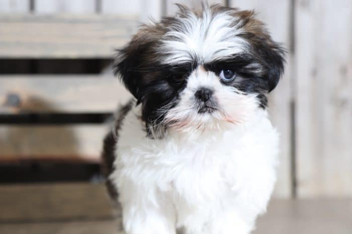 Loretta - Beautiful IMPERIAL Shih Tzu - Image 3