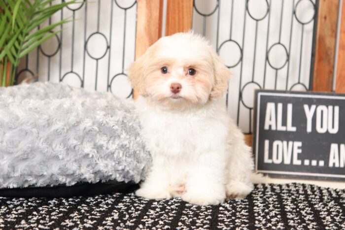 Lulu- Wonderful Little Female Malti-Poo Puppy