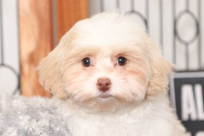 Lulu- Wonderful Little Female Malti-Poo Puppy - Image 2