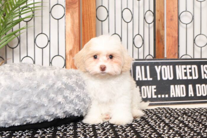 Lulu- Wonderful Little Female Malti-Poo Puppy - Image 3