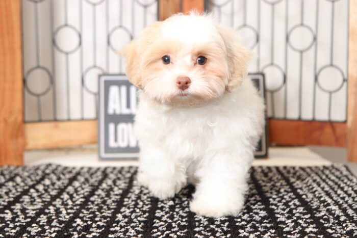 Lulu- Wonderful Little Female Malti-Poo Puppy - Image 4