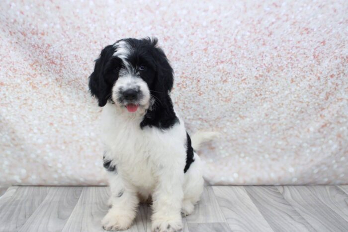 Moo- Perfect Female Standard Goldendoodle Puppy - Image 3