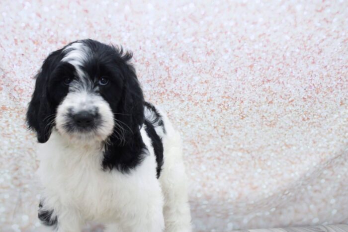 Moo- Perfect Female Standard Goldendoodle Puppy - Image 2