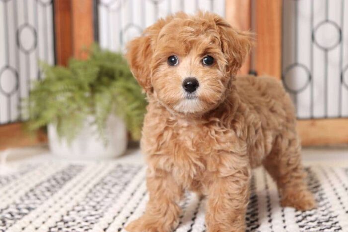 Malcolm- Fun Male Malti-Poo Puppy