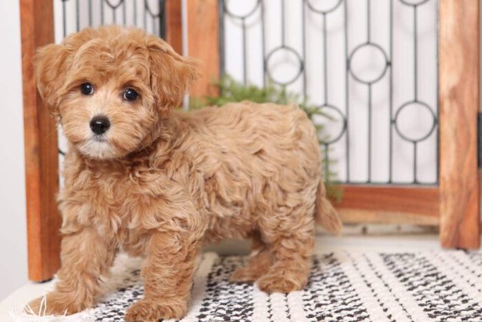 Malcolm- Fun Male Malti-Poo Puppy - Image 2