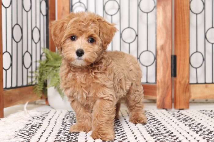 Malcolm- Fun Male Malti-Poo Puppy - Image 3