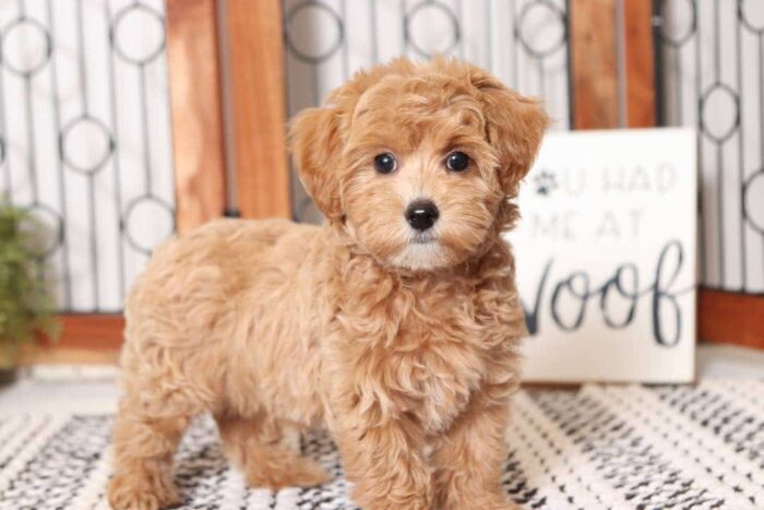 Malcolm- Fun Male Malti-Poo Puppy - Image 4