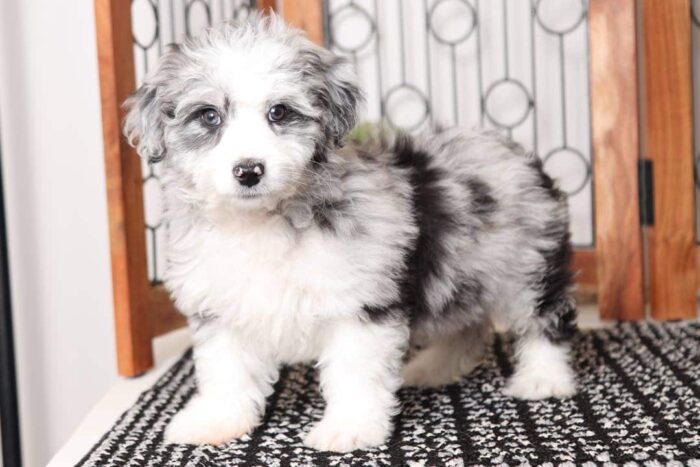 Marbles- Amazing Blue Merle Male Mini Aussie Poo Puppy