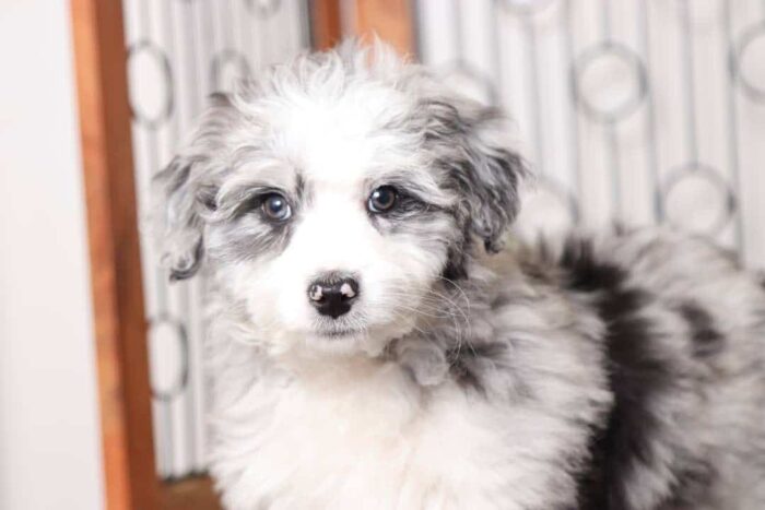 Marbles- Amazing Blue Merle Male Mini Aussie Poo Puppy - Image 2