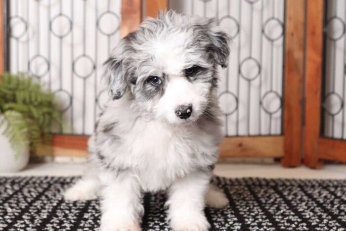 Marbles- Amazing Blue Merle Male Mini Aussie Poo Puppy - Image 3