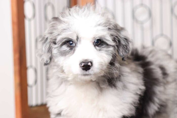 Marbles- Amazing Blue Merle Male Mini Aussie Poo Puppy - Image 4