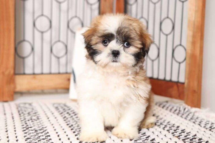 Marshall - Fun Little Male ACA Tri-Colored Shi-Tzu Puppy