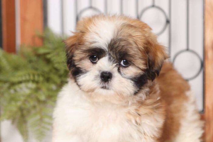 Marshall - Fun Little Male ACA Tri-Colored Shi-Tzu Puppy - Image 2