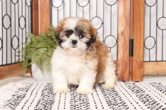 Marshall - Fun Little Male ACA Tri-Colored Shi-Tzu Puppy - Image 3