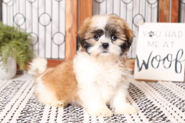 Marshall - Fun Little Male ACA Tri-Colored Shi-Tzu Puppy - Image 4