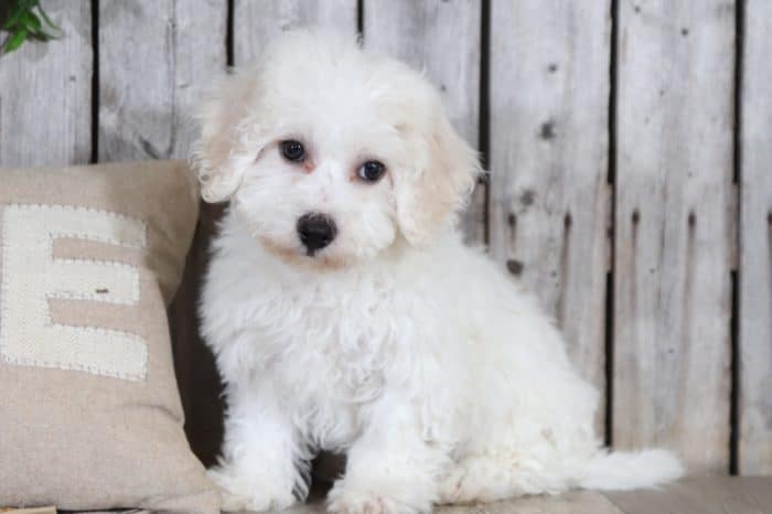 Martha - Gorgeous Bichon Puppy