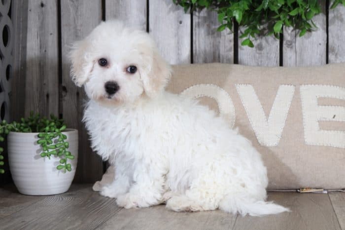 Martha - Gorgeous Bichon Puppy - Image 2