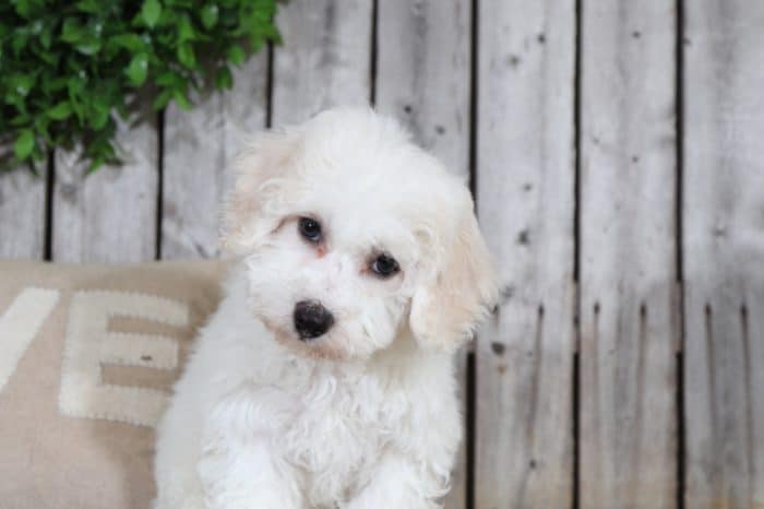 Martha - Gorgeous Bichon Puppy - Image 3