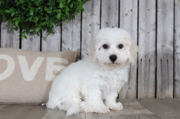 Martha - Gorgeous Bichon Puppy - Image 4