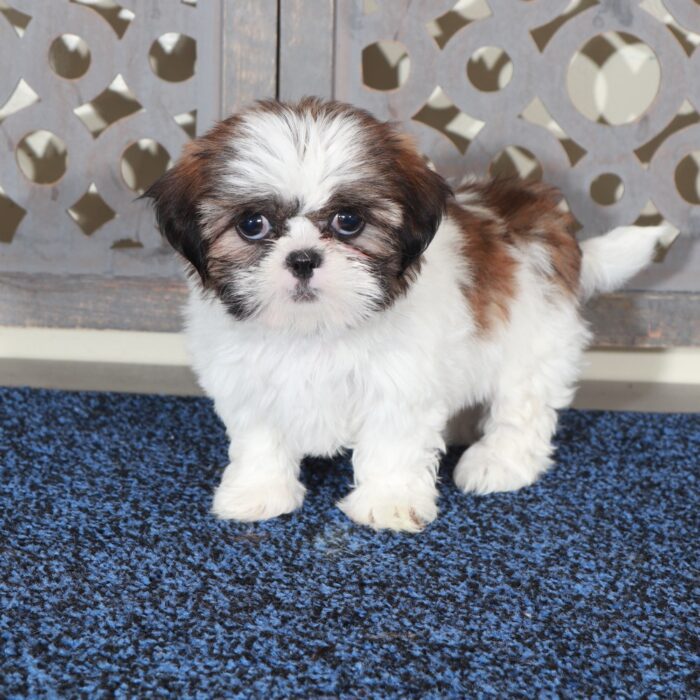 Mary-Beautiful  ACA Shih-Tzu Puppy - Image 2