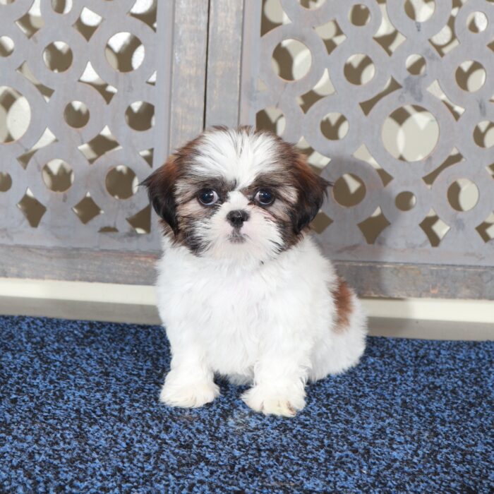 Mary-Beautiful  ACA Shih-Tzu Puppy - Image 3