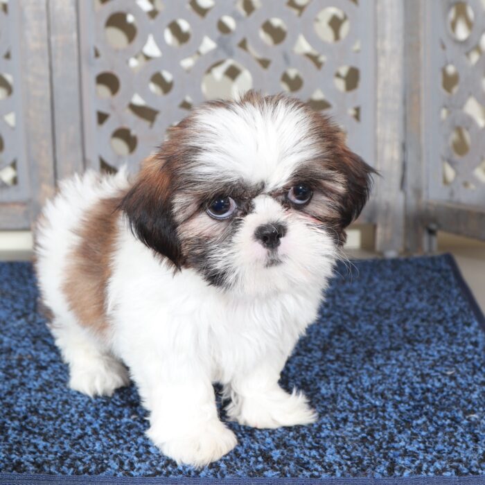 Mary-Beautiful  ACA Shih-Tzu Puppy - Image 4