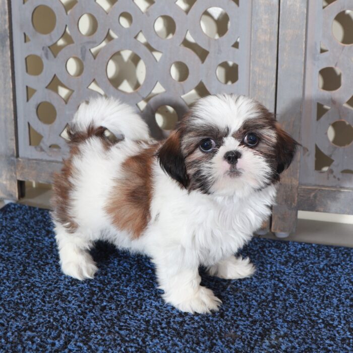 Mary-Beautiful  ACA Shih-Tzu Puppy