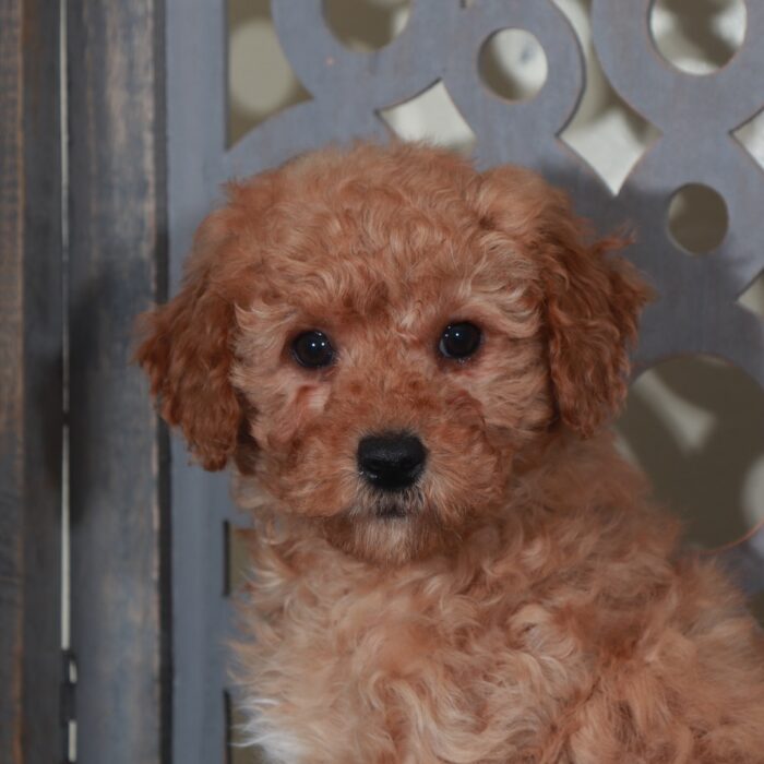 Mason-Gorgeous Red Mini Goldendoodle Puppy