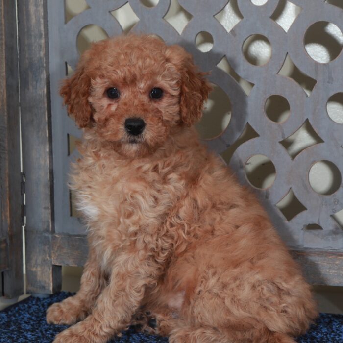 Mason-Gorgeous Red Mini Goldendoodle Puppy - Image 2