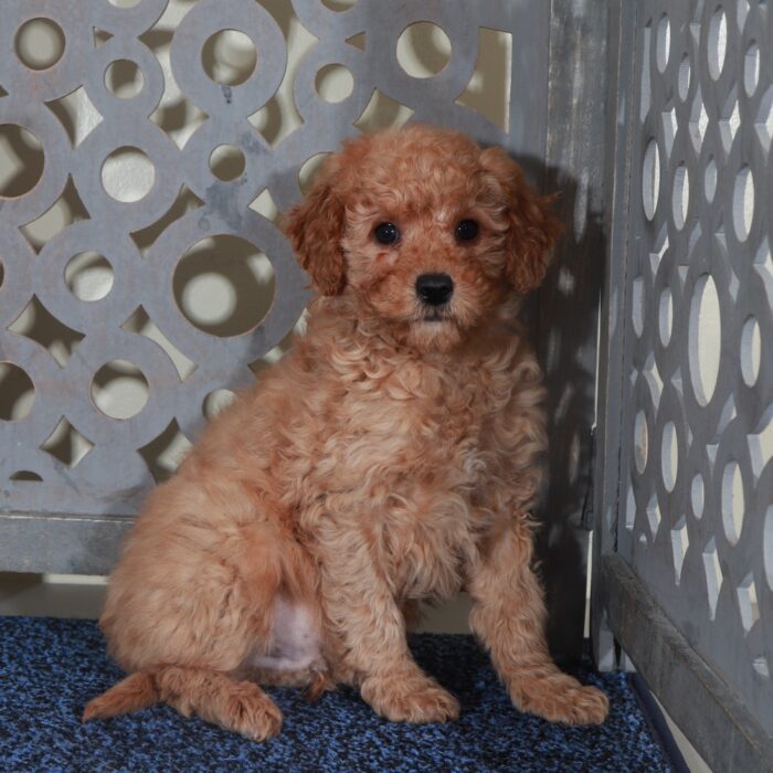 Mason-Gorgeous Red Mini Goldendoodle Puppy - Image 3