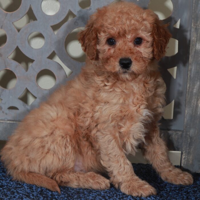 Mason-Gorgeous Red Mini Goldendoodle Puppy - Image 4