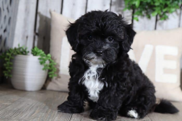 Mason - Rockin little Lhasa Poo