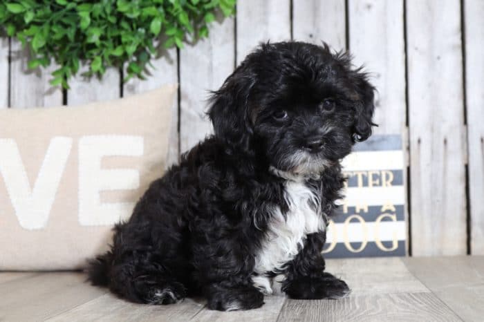 Mason - Rockin little Lhasa Poo - Image 2