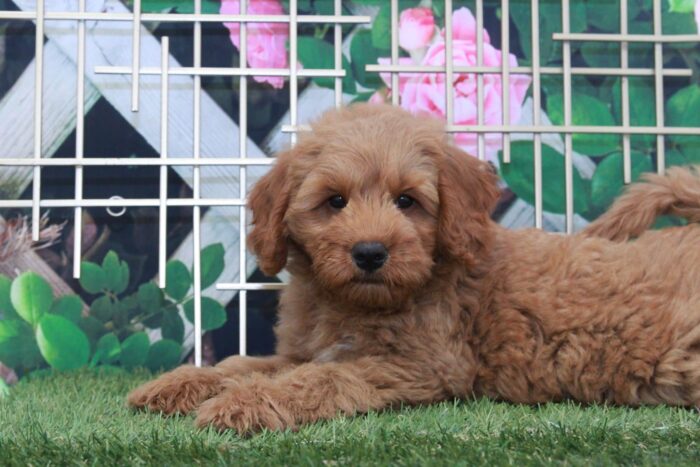 Maverick- Friendly Mini F1 Male Goldendoodle Puppy