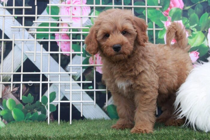 Maverick- Friendly Mini F1 Male Goldendoodle Puppy - Image 2