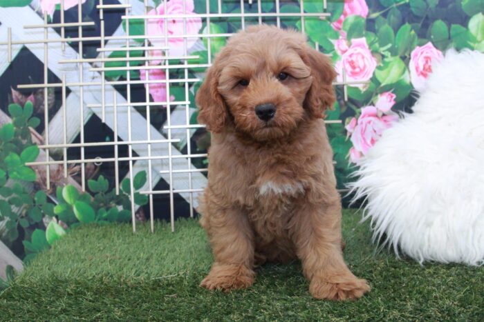 Maverick- Friendly Mini F1 Male Goldendoodle Puppy - Image 3