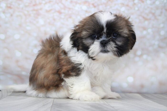 Maya - Attractive Little AKC Female Shih-Tzu Puppy