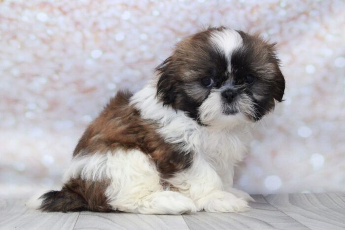 Maya - Attractive Little AKC Female Shih-Tzu Puppy - Image 2