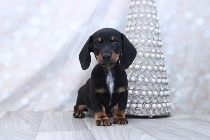 Mercedes - Friendly ACA Female Dachshund Puppy - Image 3