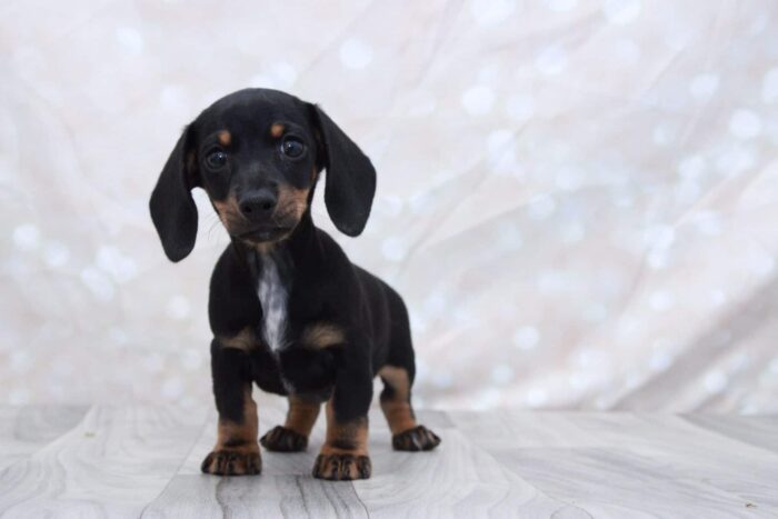 Mercedes - Friendly ACA Female Dachshund Puppy