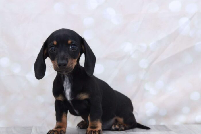 Mercedes - Friendly ACA Female Dachshund Puppy - Image 2