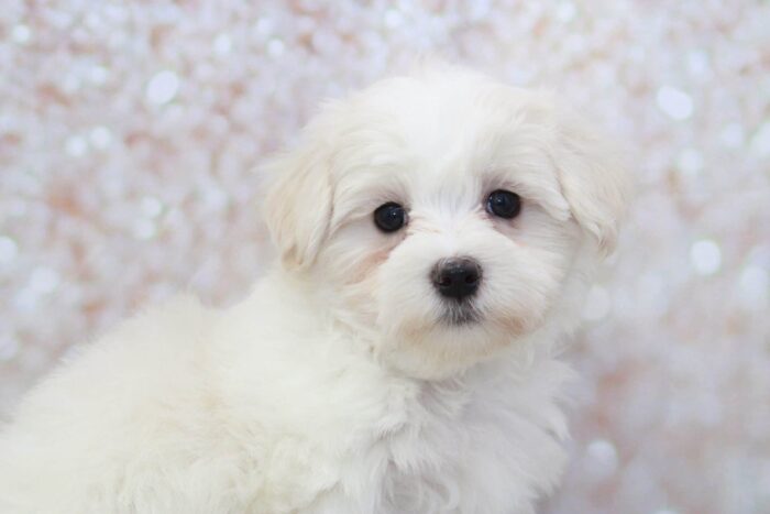 Mercy - Prettiest ACA Female Maltese Puppy - Image 2