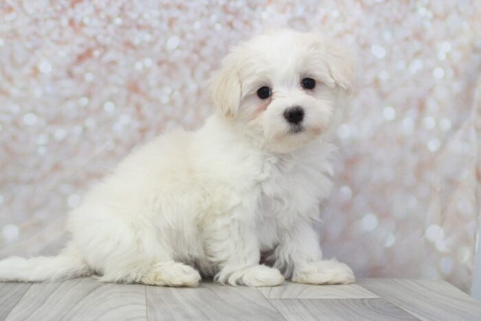 Mercy - Prettiest ACA Female Maltese Puppy