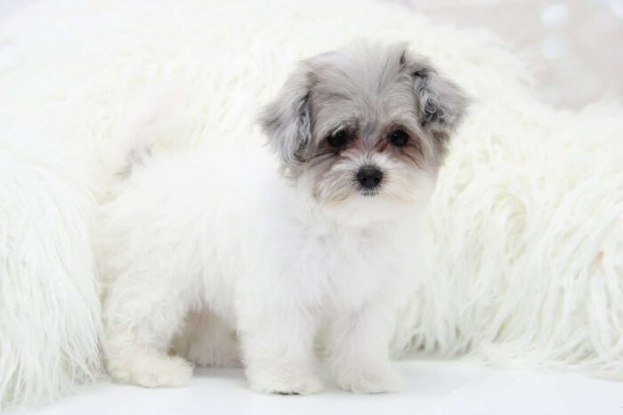 Merle- Teacup Rare Blue Merle Female Malti-Poo Puppy - Image 2