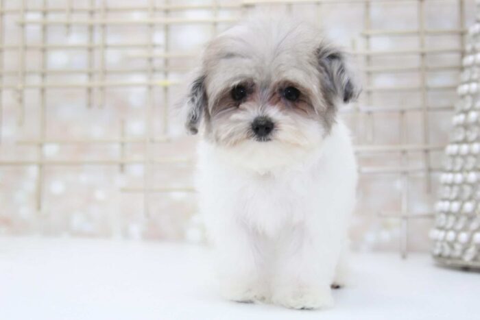 Merle- Teacup Rare Blue Merle Female Malti-Poo Puppy