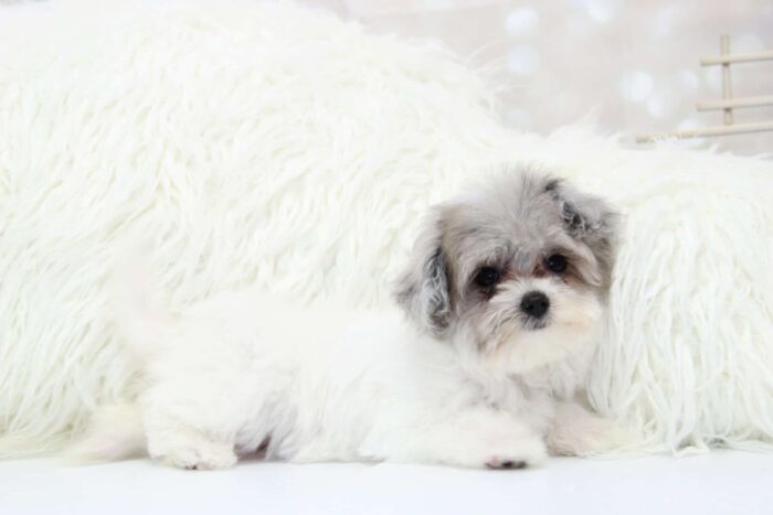 Merle- Teacup Rare Blue Merle Female Malti-Poo Puppy - Image 4