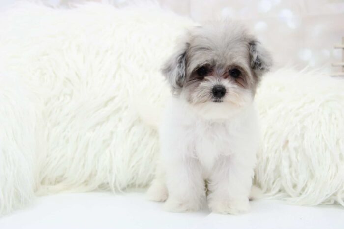 Merle- Teacup Rare Blue Merle Female Malti-Poo Puppy - Image 5