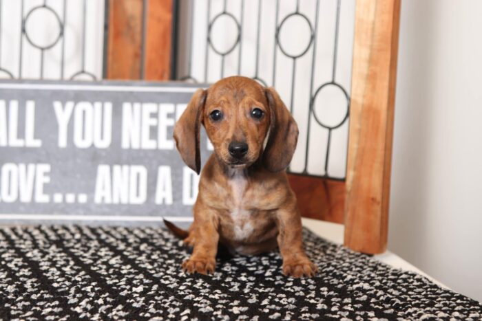 Merrick- Happy Little Male ACA Dachshund Puppy