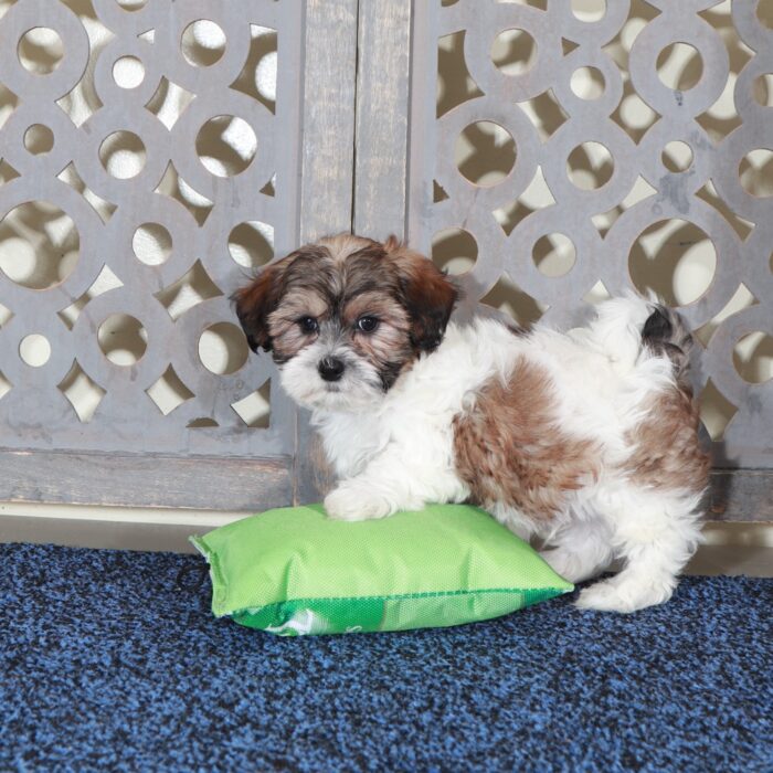 Michael-Playful ShihPoo Puppy - Image 2